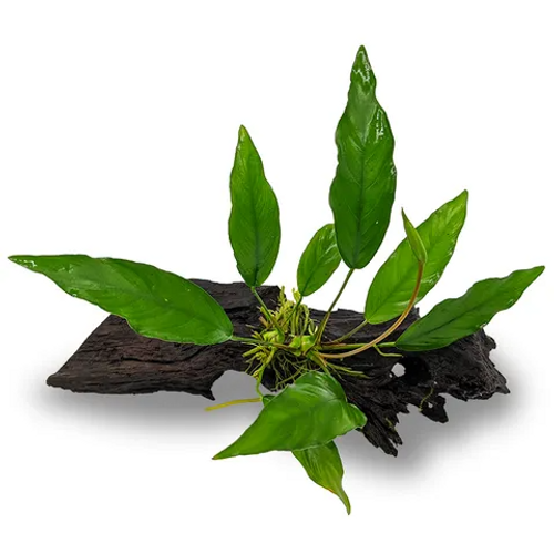 Pisces Live Plant Anubias Lisa - Medium Driftwood