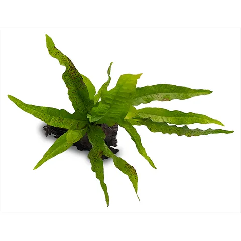 Pisces Live Plant Microsorium Indo - Medium Driftwood