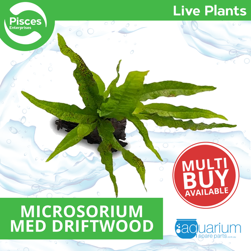 Pisces Live Plant Microsorium Indo - Medium Driftwood
