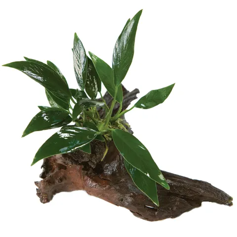 Pisces Live Plant Anubias Afzelli (Old) - Medium Driftwood