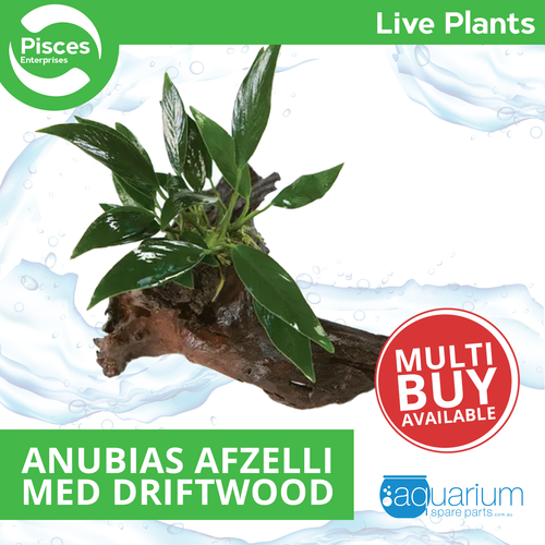 Pisces Live Plant Anubias Afzelli (Old) - Medium Driftwood