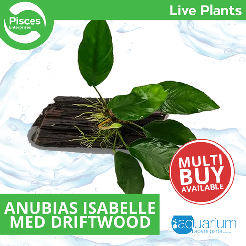 Pisces Live Plant Anubias Isabelle - Med Driftwood