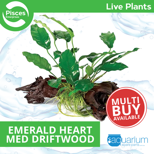 Pisces Live Plant Anubias Emerald Heart - Medium Driftwood