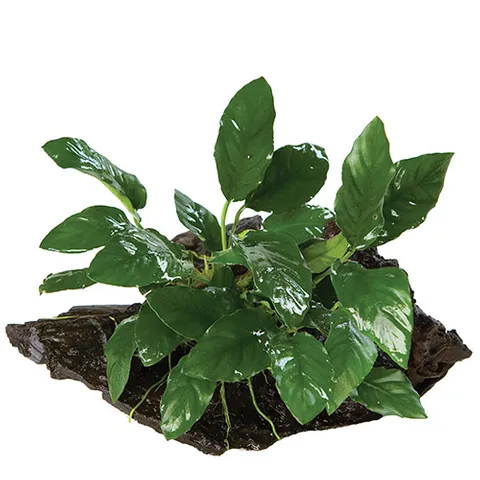 Pisces Live Plant Anubias Paco - Medium Driftwood