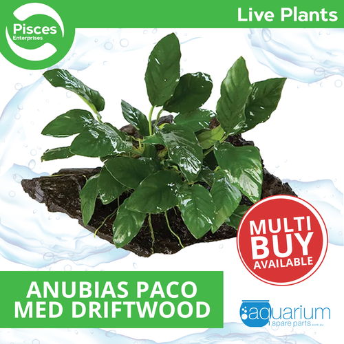 Pisces Live Plant Anubias Paco - Medium Driftwood
