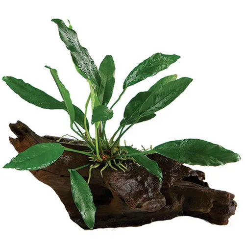 Pisces Live Plant Anubias Afzelli - Large Driftwood