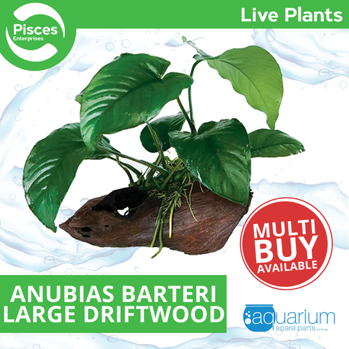 Pisces Live Plant Anubias Barteri - Large Driftwood