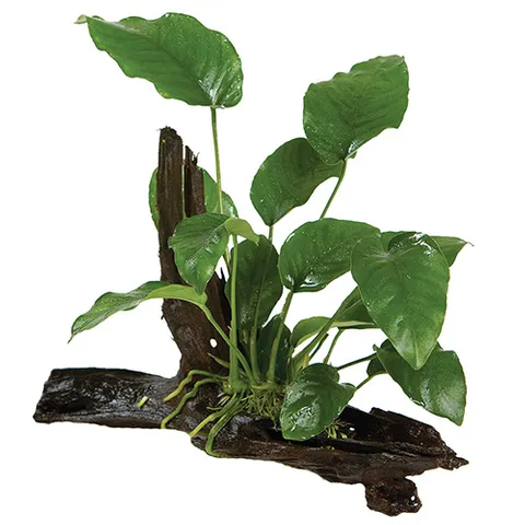 Pisces Live Plant Anubias Barteri (Old) - Large Driftwood