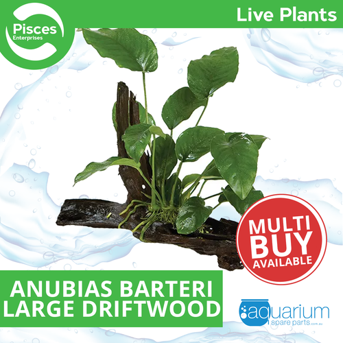Pisces Live Plant Anubias Barteri (Old) - Large Driftwood