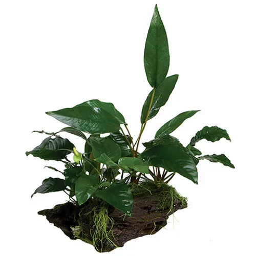 Pisces Live Plant Mini-Garden - Extra Large Driftwood