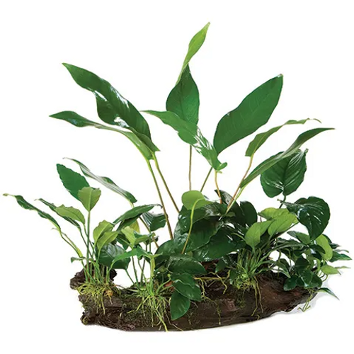 Pisces Live Plant Anubias Rainforest Garden on Driftwood