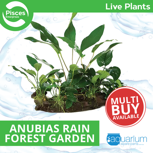 Pisces Live Plant Anubias Rainforest Garden on Driftwood