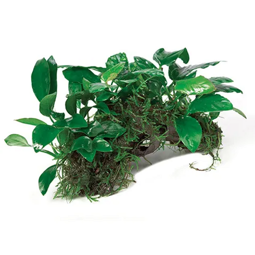 Pisces Live Plant Anubias Nano Rainforest Garden on Driftwood