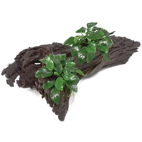 Pisces Live Plant Double Anubias Nana - Large Driftwood