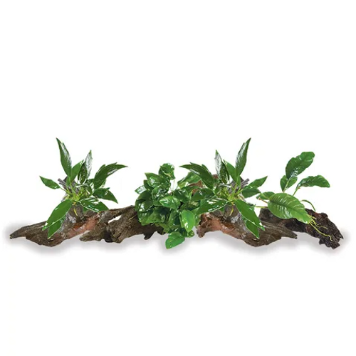 Pisces Live Plant Mini Driftwood Anubias - 4 Pack