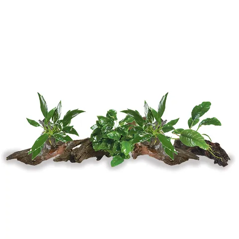 Pisces Live Plant Mini Driftwood Anubias - 4 Pack