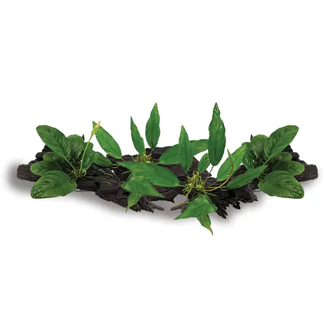 Pisces Live Plant Medium Driftwood Anubias -  4 Pack