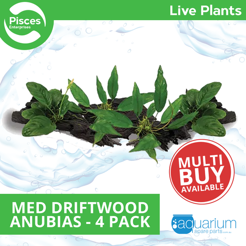 Pisces Live Plant Medium Driftwood Anubias -  4 Pack