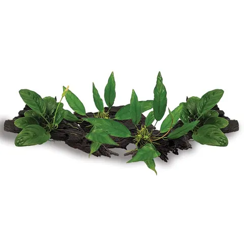 Pisces Live Plant Large Driftwood Anubias - 4 Pack