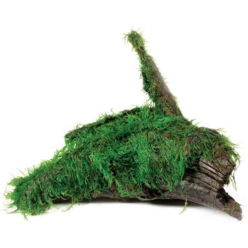 Pisces Live Plant Fontinalis - Large Driftwood