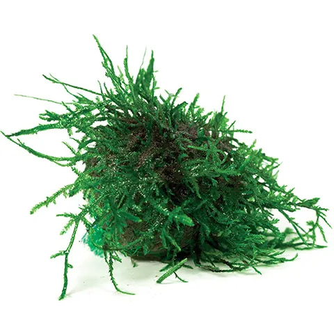 Pisces Live Plant Fontinalis Topiary Balls