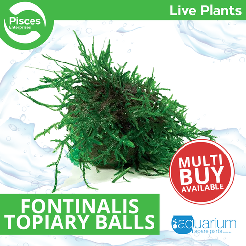 Pisces Live Plant Fontinalis Topiary Balls