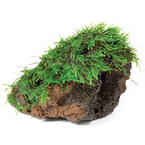 Pisces Live Plant Fontinalis Rocks