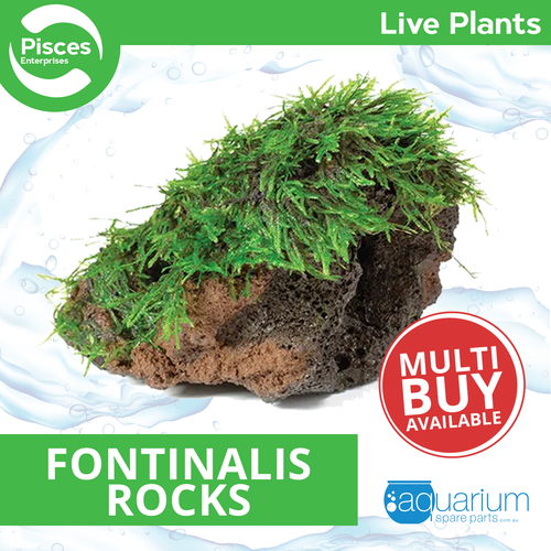 Pisces Live Plant Fontinalis Rocks