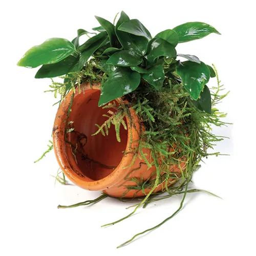 Pisces Live Plant Terracotta Urn (Small) Nana & Font