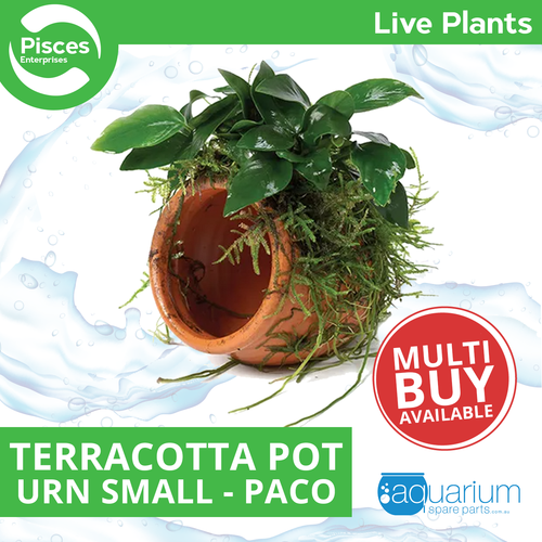Pisces Live Plant Terracotta Urn (Small) Paco & Font