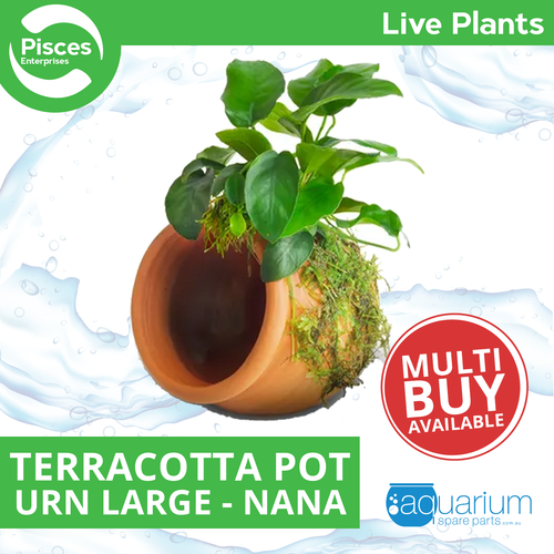 Pisces Live Plant Terracotta Urn (Large) Nana & Font