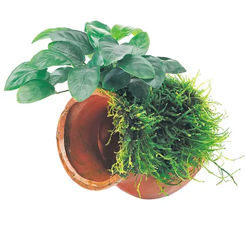 Pisces Live Plant Terracotta Urn (Large) Paco & Font