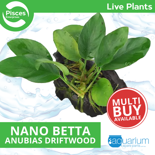 Pisces Live Plant Nano Betta Anubias Driftwood