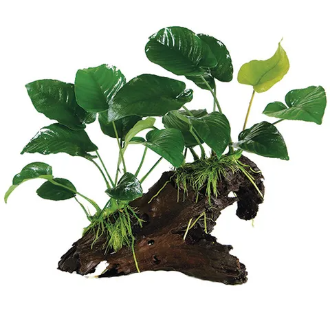 Pisces Live Plant Assorted Anubias - Medium Driftwood