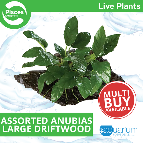 Pisces Live Plant Assorted Anubias - Large Driftwood