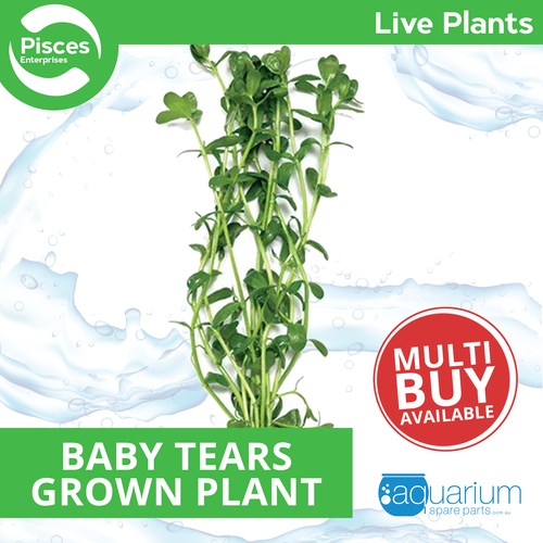 Pisces Live Plant Baby Tears Emerse Grown Plants (110305)