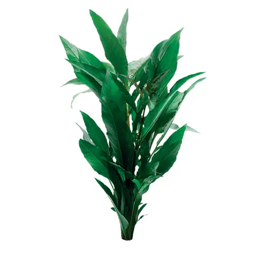 Pisces Live Plant Blue Stricta Emerse Grown Plants (110312)