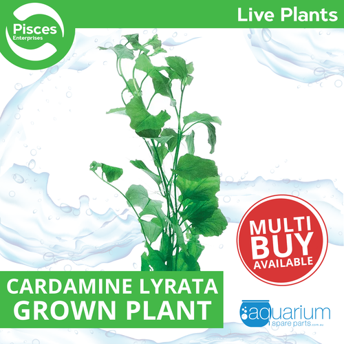 Pisces Live Plant Cardamine Lyrata Emerse Grown Plants (110310)