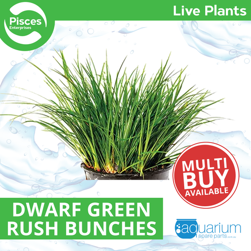 Pisces Live Plant Dwarf Green Rush Bunches Emerse Grown Plants (110325)