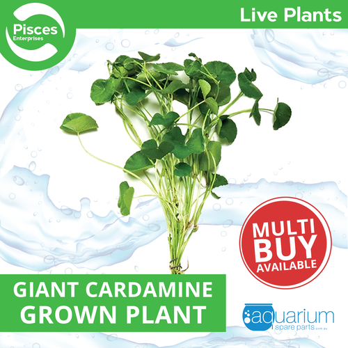 Pisces Live Plant Giant Cardamine Emerse Grown Plants (110335)