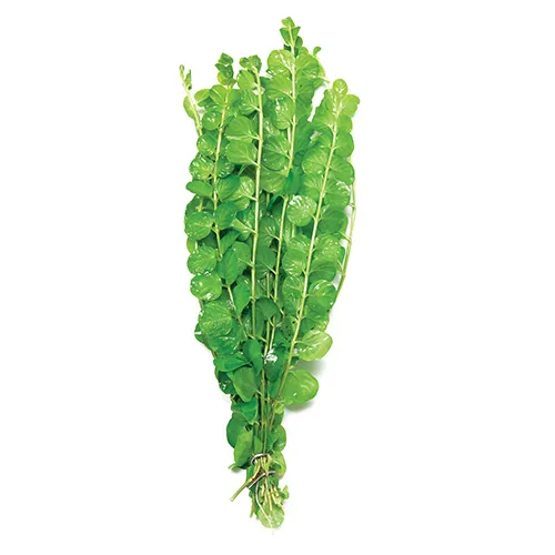 Pisces Live Plant Gold Pennywort Emerse Grown Plants (110345)