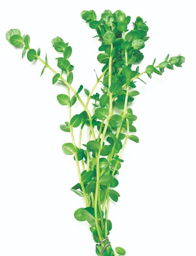 Pisces Live Plant Green Pennywort Emerse Grown Plants (110350)