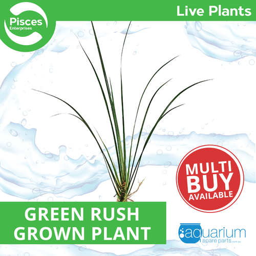 Pisces Live Plant Green Rush - Bunches Emerse Grown Plants (110355)