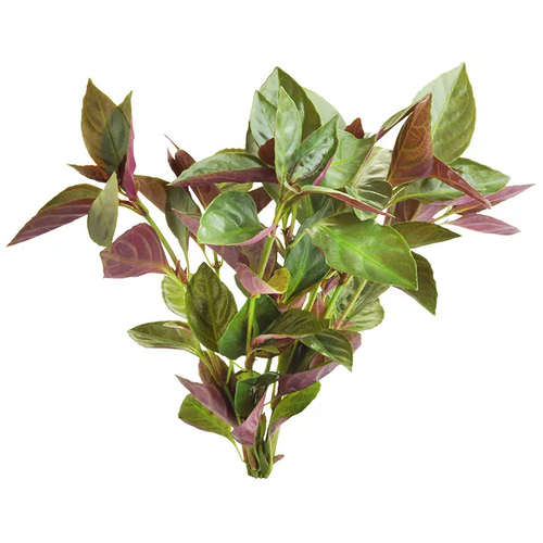 Pisces Live Plant Mauve Stricta Emerse Grown Plants (110375)