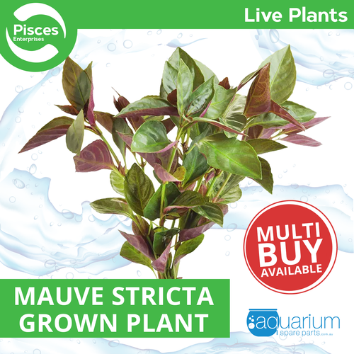 Pisces Live Plant Mauve Stricta Emerse Grown Plants (110375)