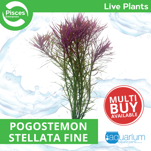 Pisces Live Plant Pogostemon Stellata Fine Leaf Emerse Grown Plants (111426)