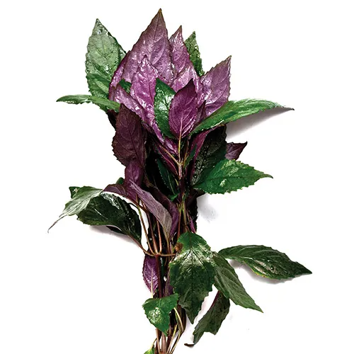 Pisces Live Plant Purple Temple Emerse Grown Plants (110395)