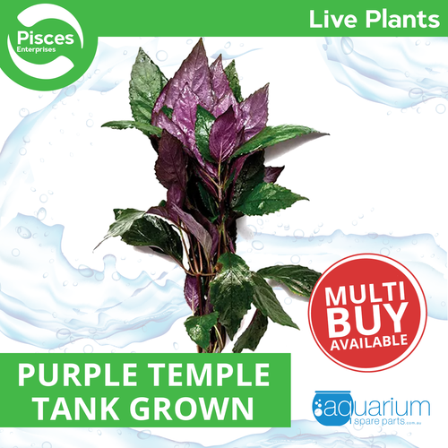 Pisces Live Plant Purple Temple Emerse Grown Plants (110395)