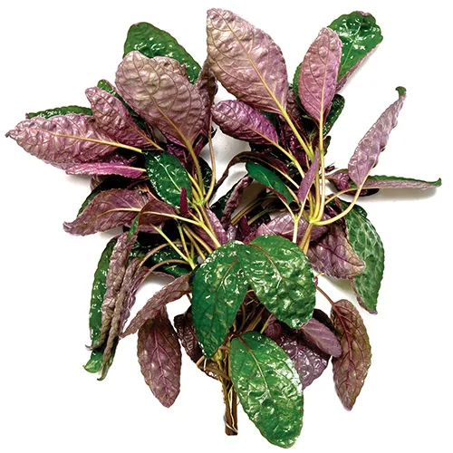 Pisces Live Plant Purple Waffle Emerse Grown Plants (110400)