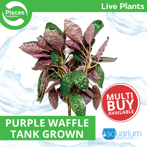 Pisces Live Plant Purple Waffle Emerse Grown Plants (110400)